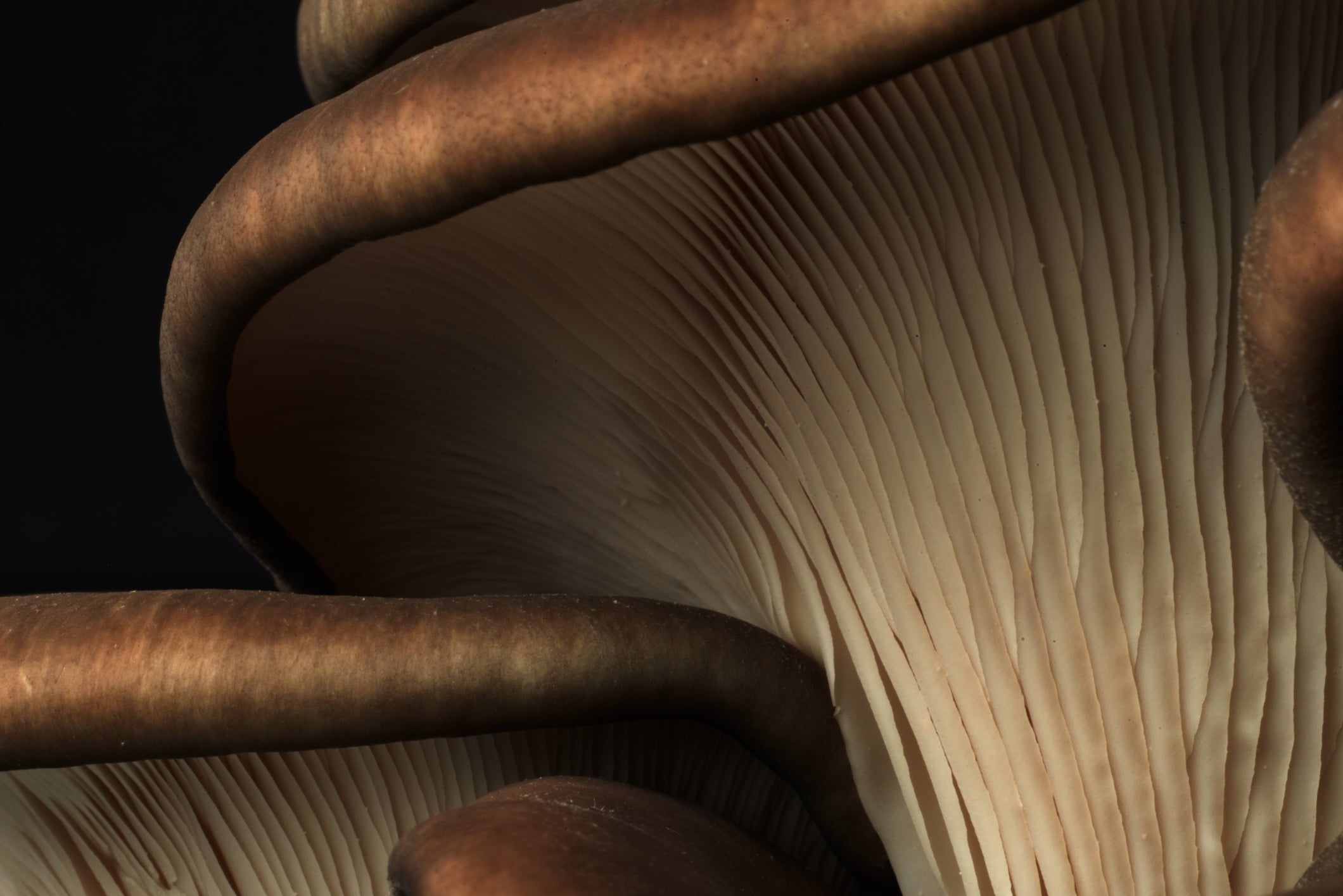 Researchers in Austria are making biodegradable computer chip substrates out of the mushroom skin. The results are promising.