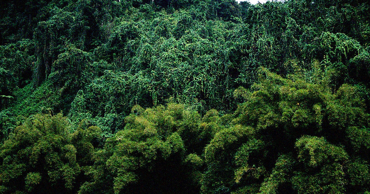 Fiji's Vanua Levu is being absolutely overrun by vines, including an invasive species introduced by US troops during WW2, The Guardian reports.