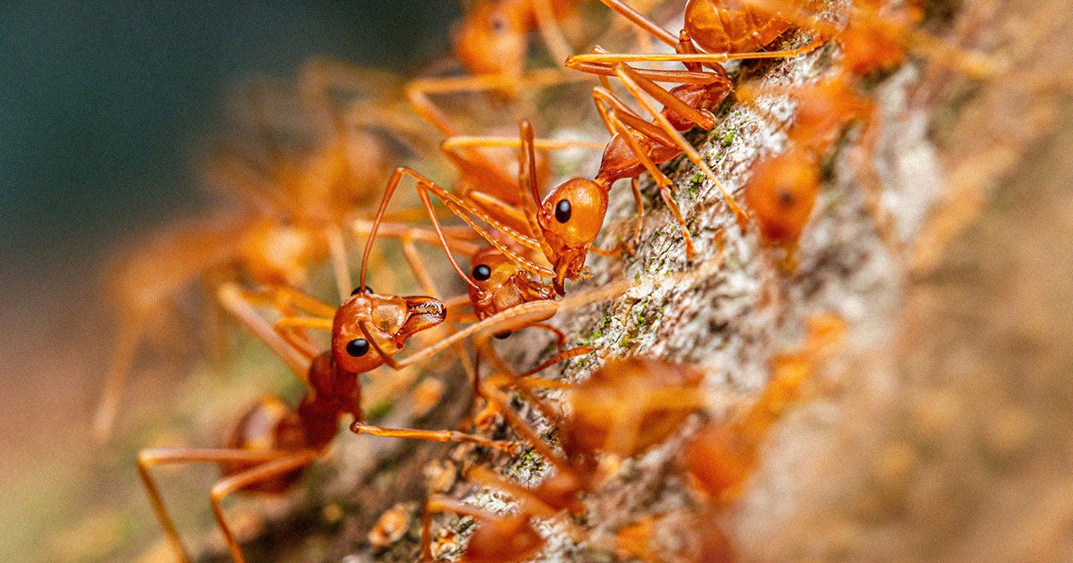 Hawaii has a big problem with little fire ants that have begun quite literally raining down on people from above and sting them.