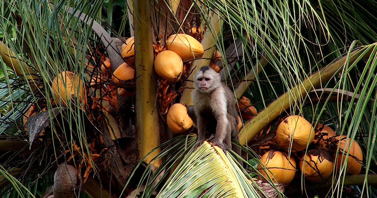 The meal kit subscription service HelloFresh has been accused of using monkey labor in Thailand to source its coconut milk.