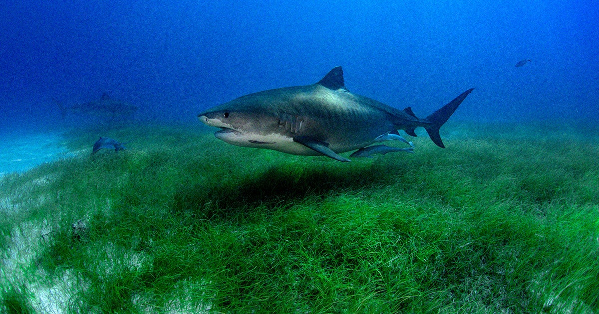 Researchers strapped cameras to tiger sharks and discovered a massive underwater forest of seagrass stretching 35,000 square miles across the seabed.