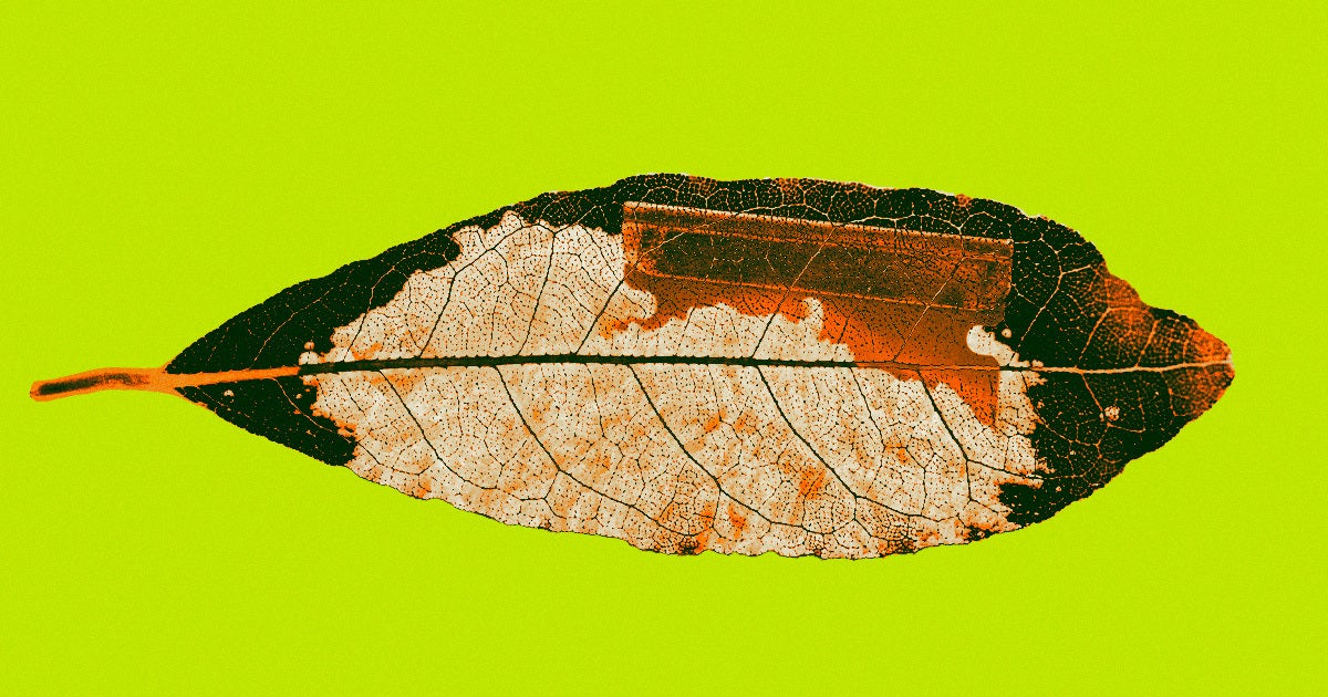Scientists in China claim to have genetically modified tobacco plants to be able to produce cocaine — but don't get too excited just yet, kids.