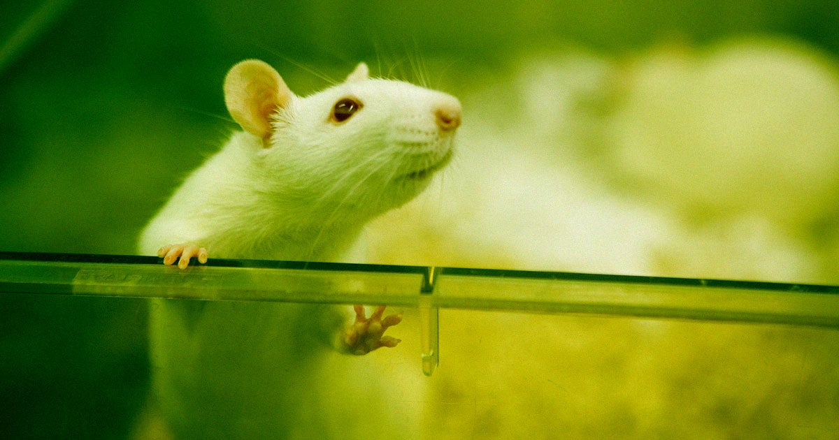 Researchers have come up with a vaccine that can block the effects fentanyl has on the brain in mice, which is being hailed as a "game changer."