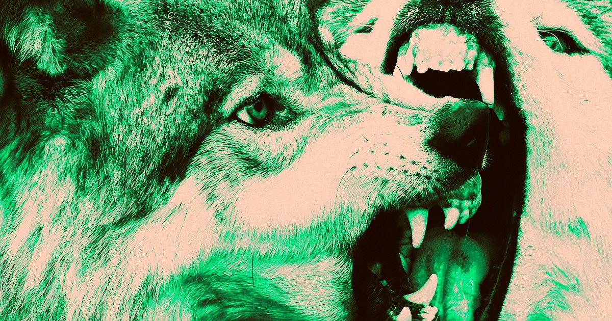 It seems that grey wolves are the latest victims of toxoplasmosis — but in their case, the effects of the brain worm are kind of, well, based.