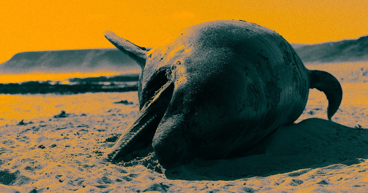 New research suggests that stranded dolphins may be tragically suffering from Alzheimer's disease — a possible boon to the "sick leader" theory.