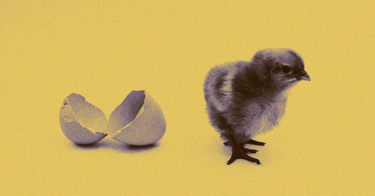 Billions of male chicks are culled each year, so scientists have approached this grisly reality by limiting the amount of males born via gene-editing.