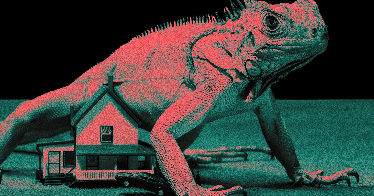 The war between Floridians and invasive iguanas continues. Unfortunately for some Floridians, one iguana laid its life on the power line this week.