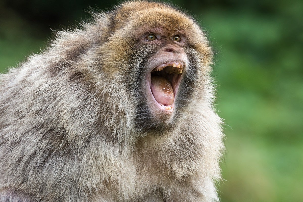 Reuters reveals a federal probe about animal wellbeing at Neuralink by the USDA Inspector General, at the request of a federal prosecutor.