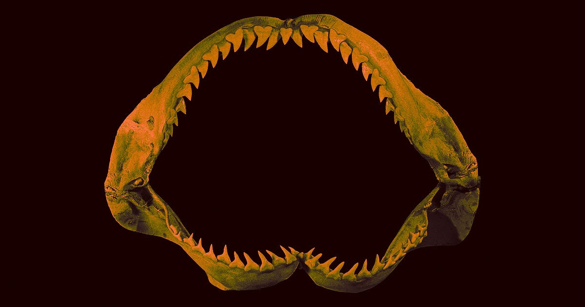 A scientific voyage aboard a CSIRO research vessel has yielded an untold treasure trove of shark teeth, and a species of living shark yet to be named.