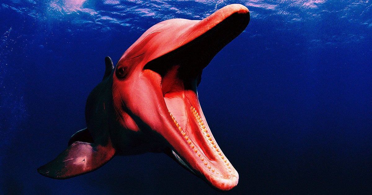Have you ever struggled to be heard over the sound of street construction? That makes you not all too different from dolphins, new research suggests.