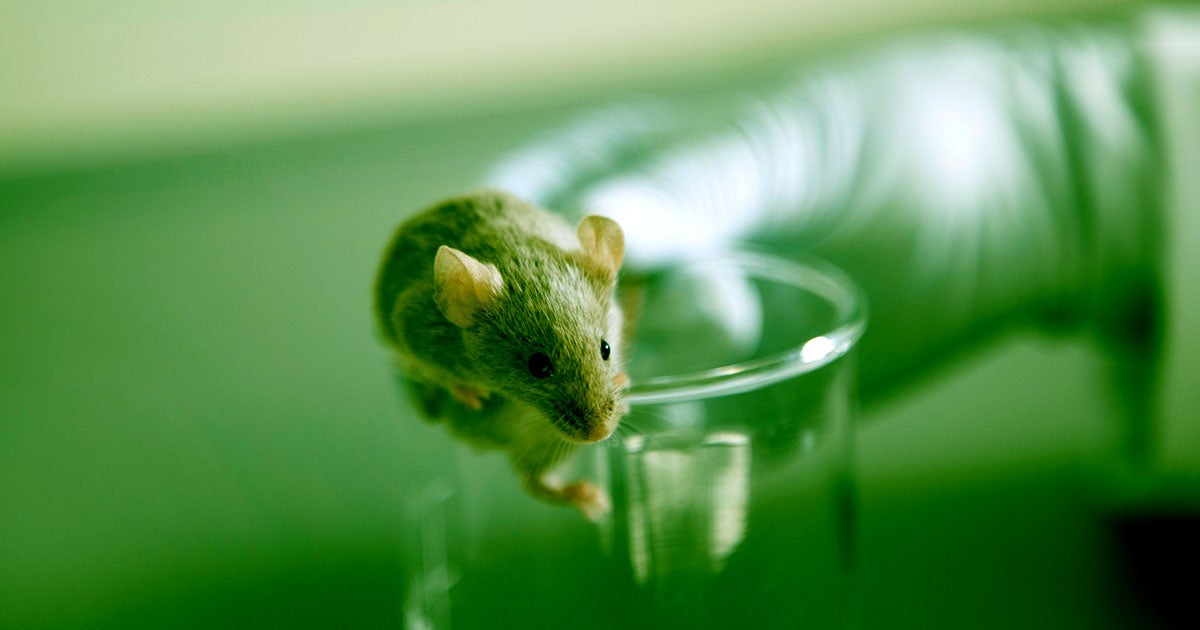 San Diego-based biotech startup Rejuvenate Bio has claimed that its technology was able to extend the lives of old mice.