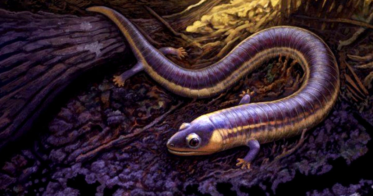 New amphibian fossils just dropped, and this one, the "funky worm," is named for a really strange 1970s funk song beloved by its discoverers.