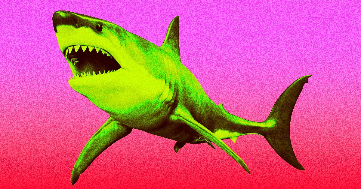 A Chinese influencer who thought it was a great idea to purchase, grill, and eat a whole great white shark has been fined by her country for doing so.