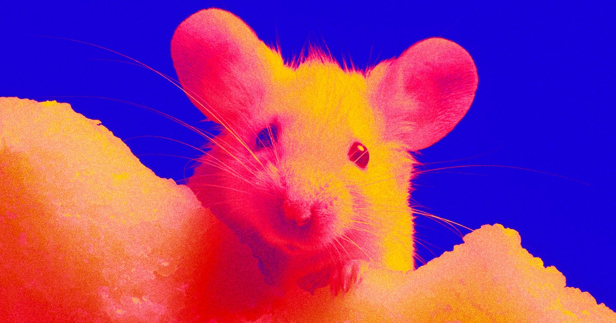 Using stem cells to grow minitiarized intestinal tissue called organoids, the researchers recreated a human immune response inside mice.