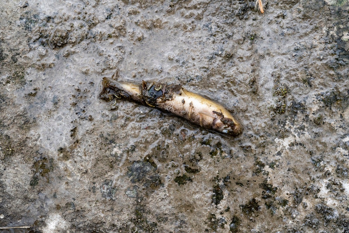 In spite of government reassurances, things are starting to look scary in East Palestine, Ohio, where a new tally puts the fish death toll at over 43,000.