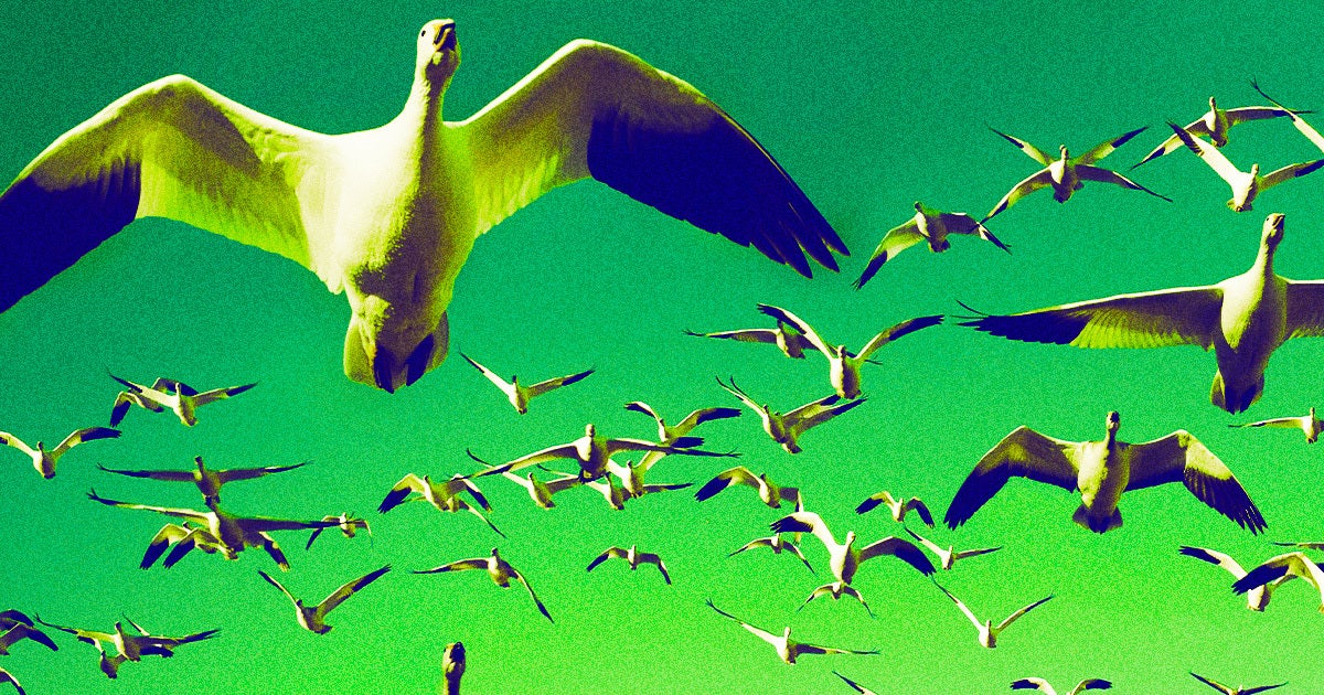 It seems like the birds may be coming home to roost with SpaceX's Starship after a bunch were seen flying (and dying) near its test site.