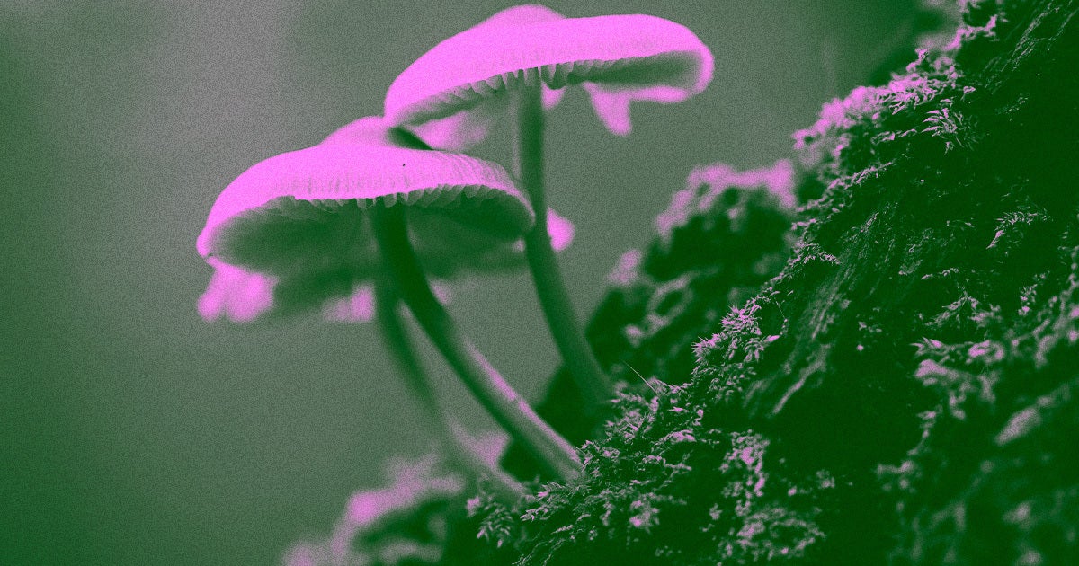 Deaths caused by fungal infections have been on the rise since the 1970s, and fungi once limited to regions of the US are now spreading to most states.