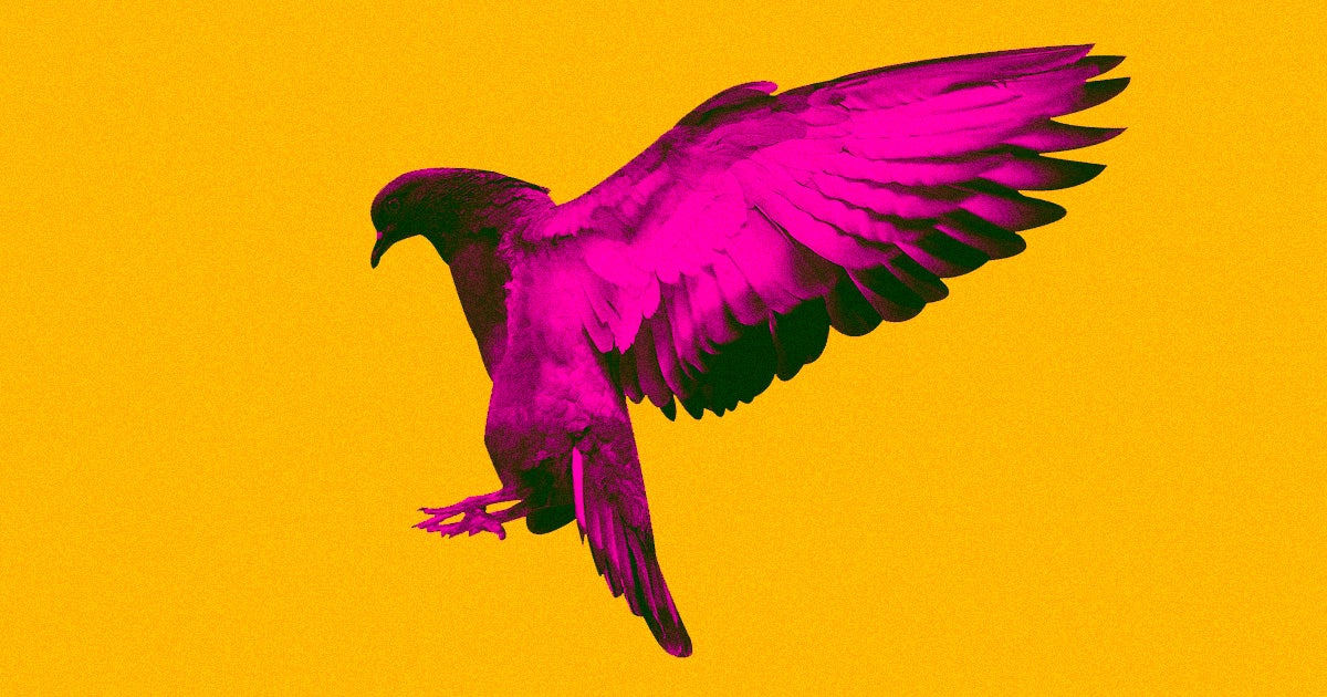 A group of NYC bird advocates are denouncing whoever bought and dyed pink a domesticated pigeon for a gender reveal before releasing it into the wild.