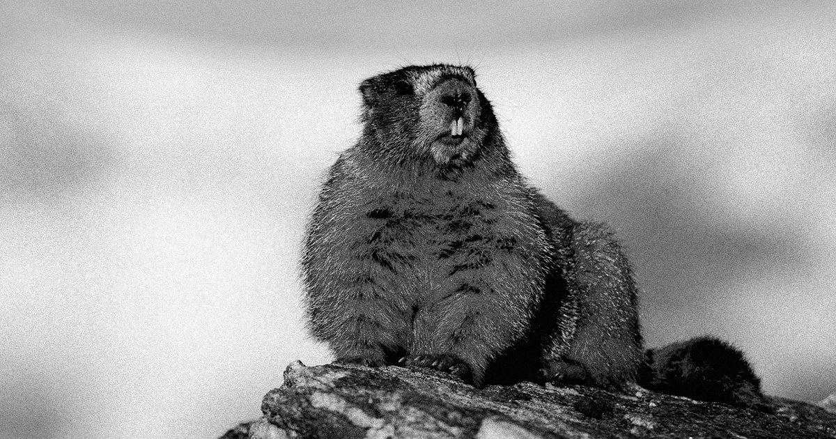 The Canadian province of Quebec's own spring-predicting groundhog lovingly nicknamed "Fred la marmotte" (groundhog in French) unexpectedly passed away.