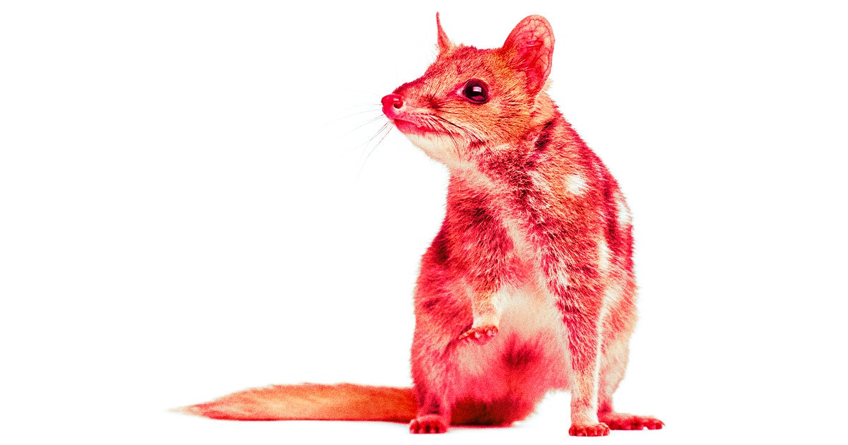 Northern male quolls, endangered Australian marsupials, are dying prematurely as a result of sleepless quests for sex — and scientists are worried.
