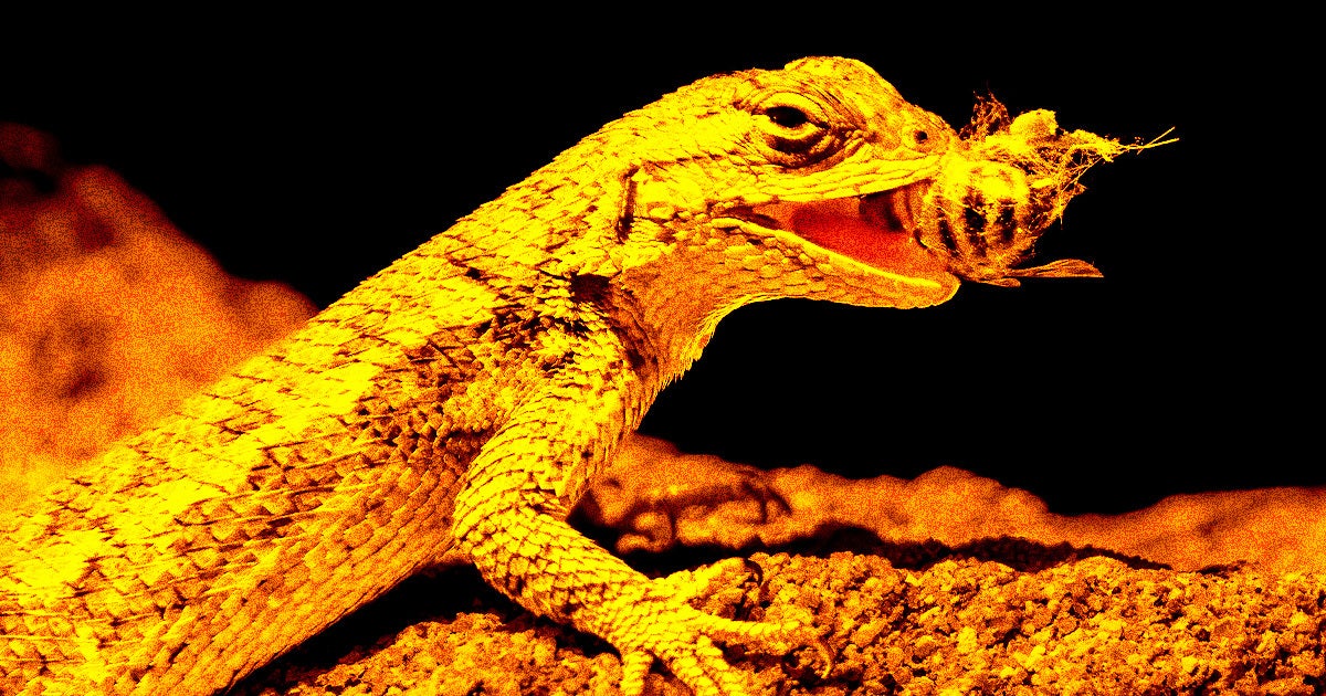The Colorado checkered whiptail — a rare asexual lizard — overeats to cope with the stress of noisy military flyovers, scientists say. In a word: relatable.