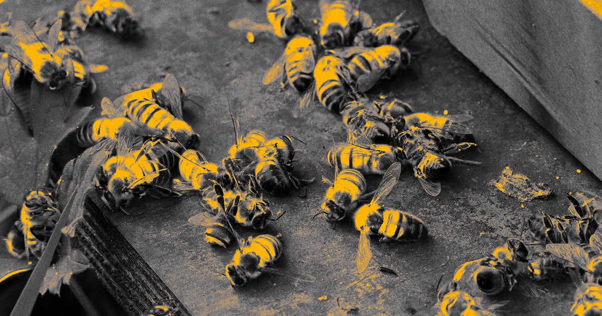 Even pollinators that live in remote areas are disappearing in massive numbers — another troubling sign that our bees and butterflies are in bad shape.