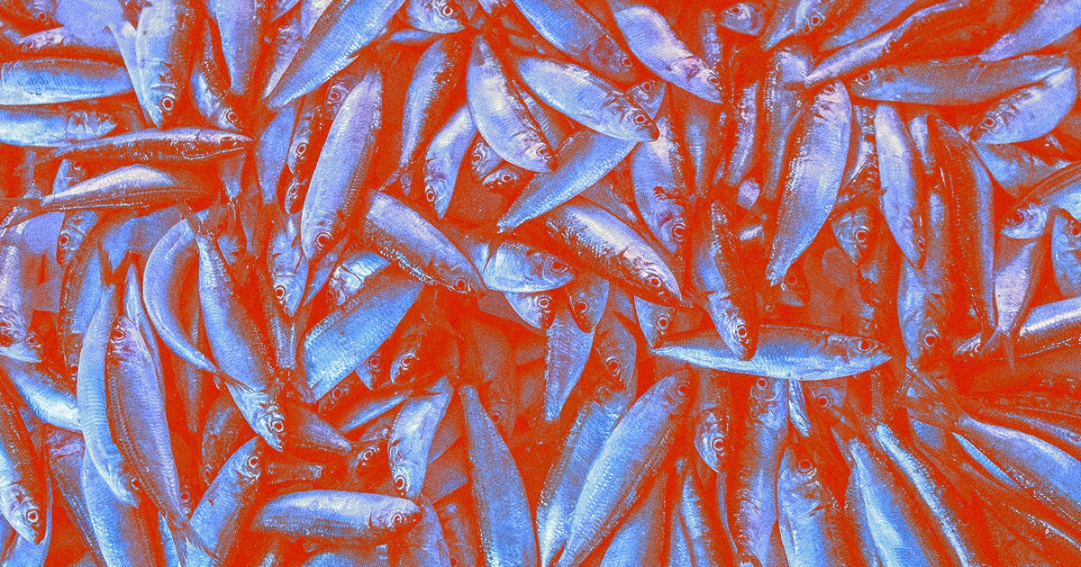 Oxygen levels are so dangerously low in a river n Australia that millions of fish have turned up on its shores — but don't worry, everything's fine.
