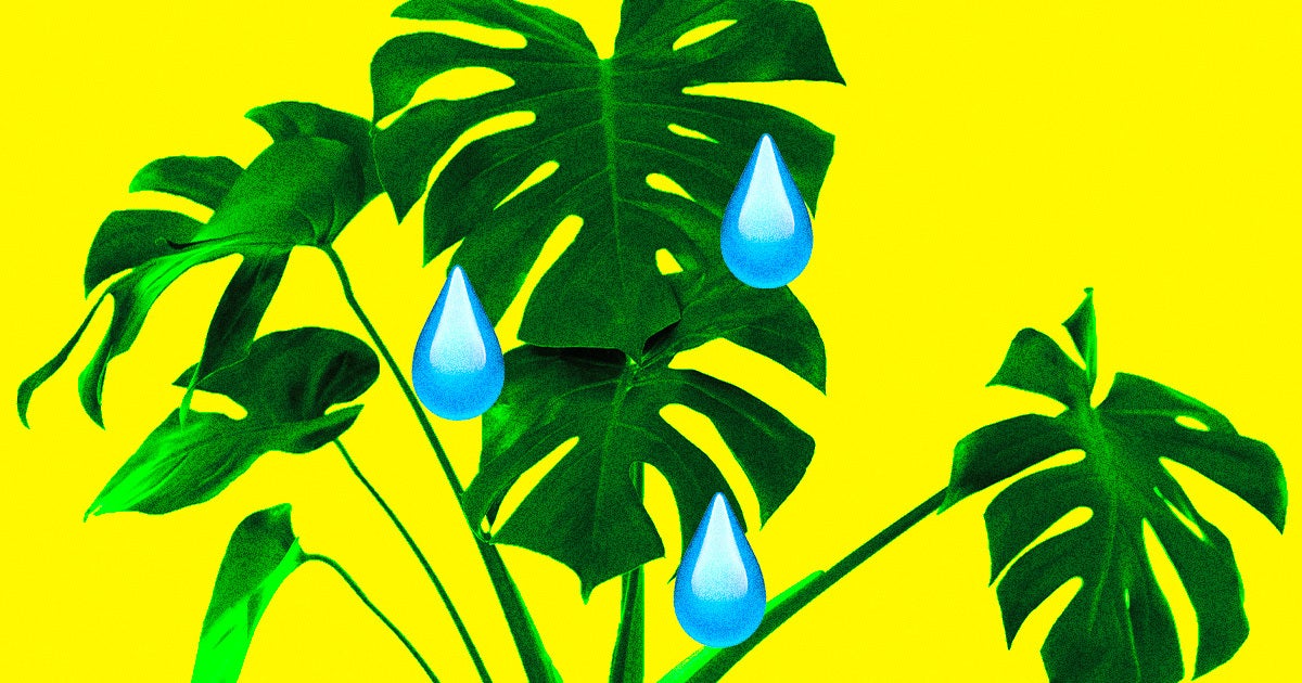 When they're dehydrated or have parts of themselves cut off, plants appear to make sounds akin to crying — and scientists have caught it on audio.
