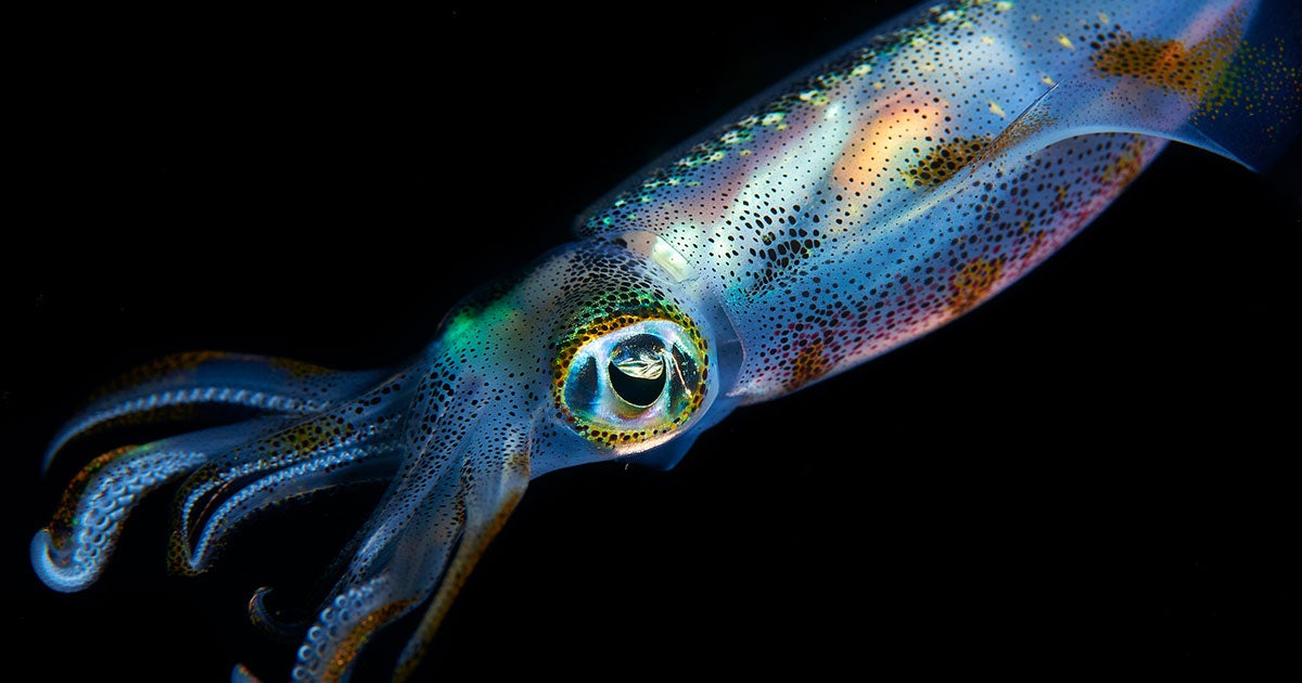 In a bid to better understand squid skin cells, scientists have turned to replicating squid's camouflage ability in human cells.
