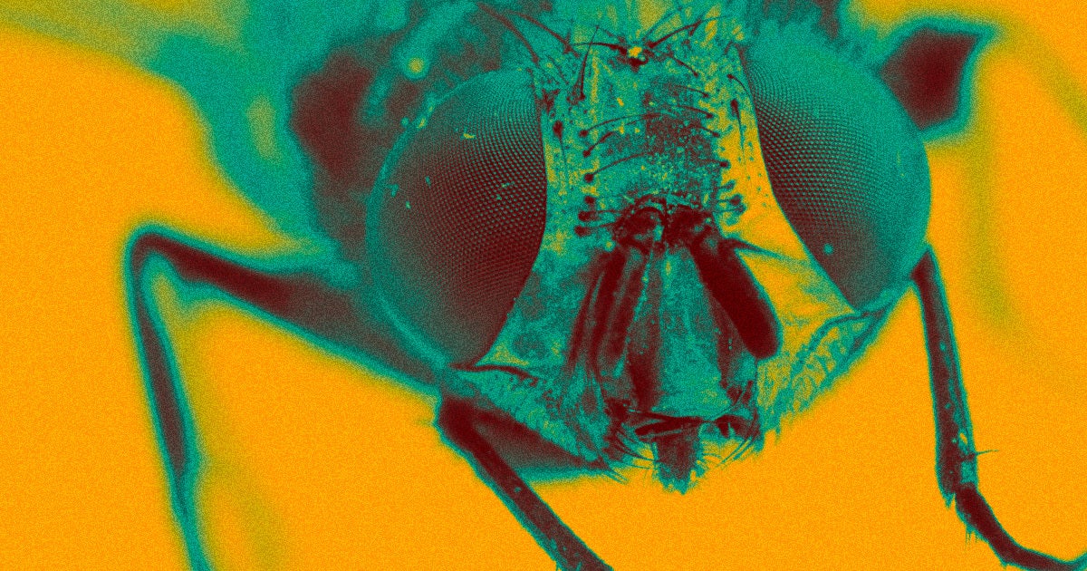 They've produced the first ever complete connectome of an insect brain showing every single neoron and synapse, a landmark in neuroscience.