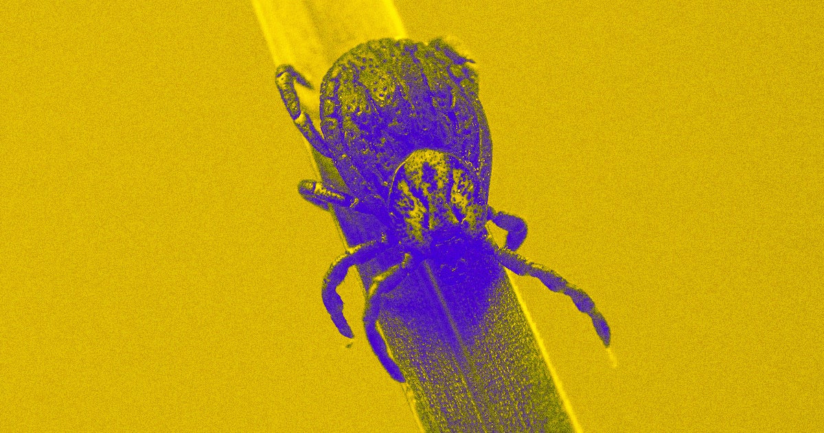 Babesiosis ticks