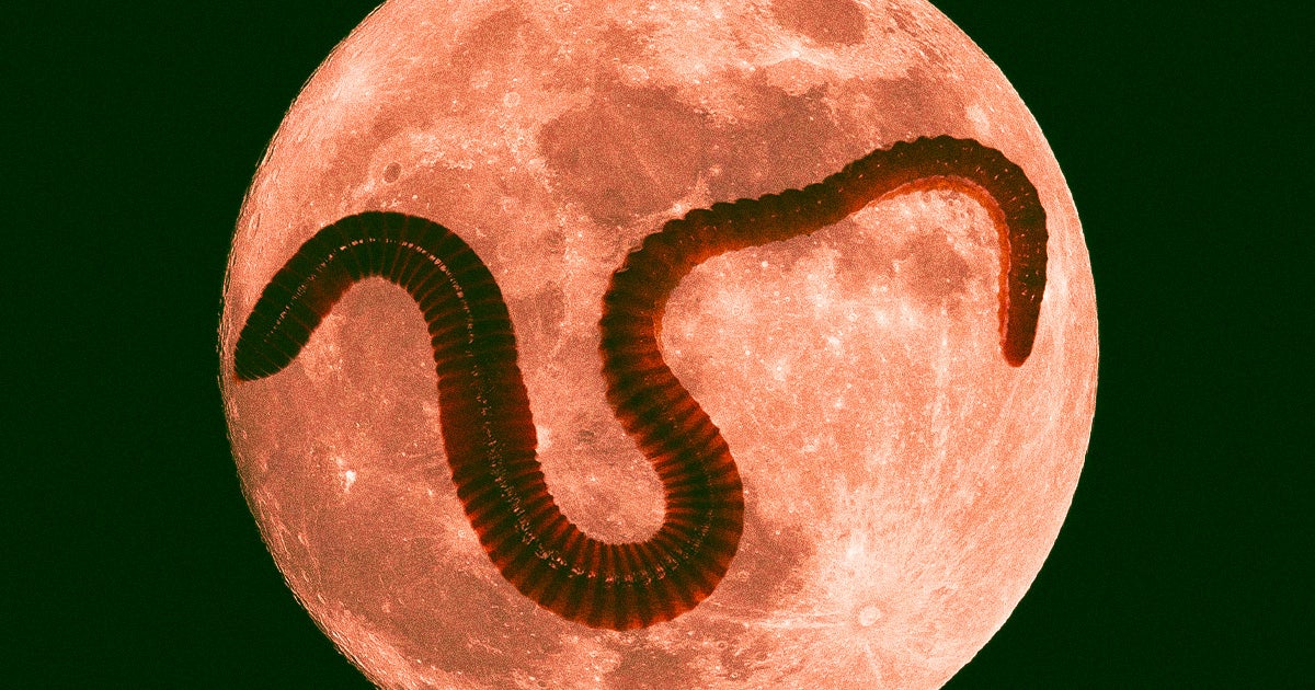 The Moon, beautiful as she is, is easy to love. Which is why she has to know: would you still love her... if she were a worm?