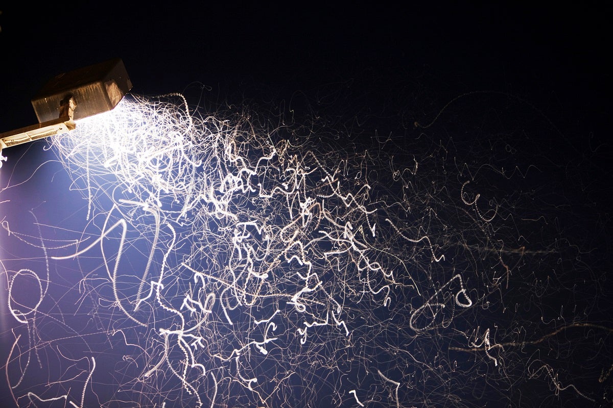 Like a moth to a lamp, humans have long thought we knew why bugs are so attracted to lights — but new research suggests we may have been dim.