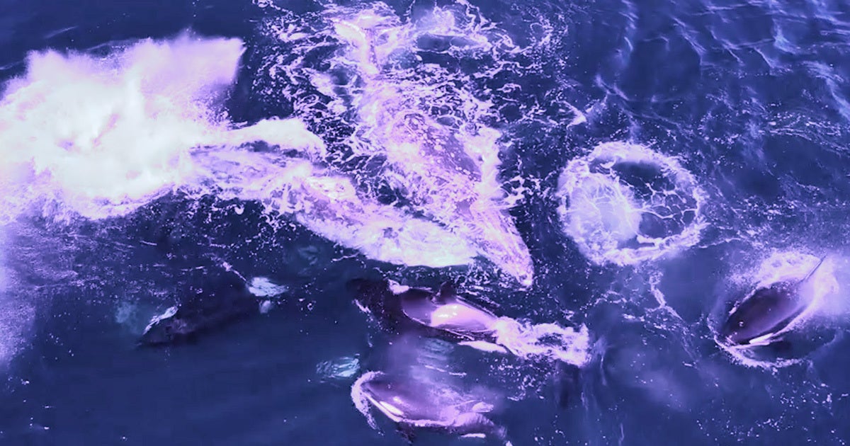 A drone captured an incredibly rare — and anxiety-inducing — sight: a pod of 30 killer Orca whales hunting two full-grown gray whales in a five-hour battle.