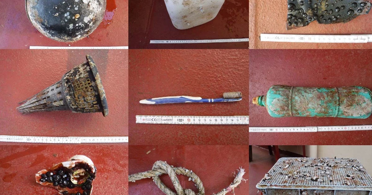 The Great Pacific Garbage Patch is now so permanent and huge that living beings are migrating from thousands of miles away to get in on the plastic action.