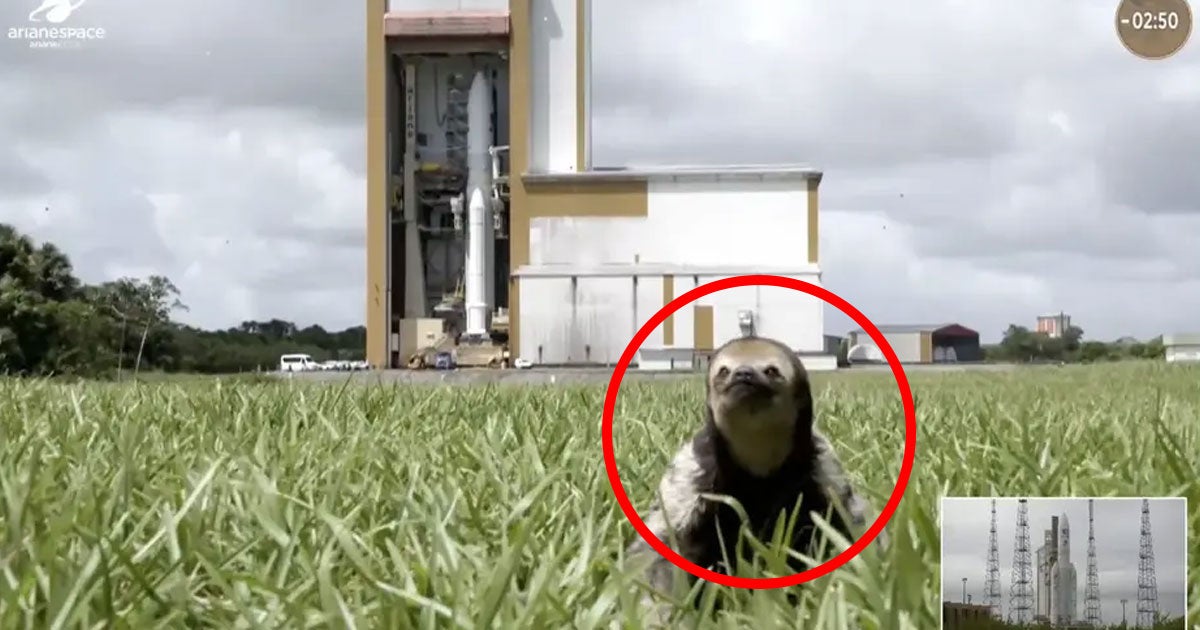 As the European Space Agency was setting up to launch a rocket in French Guiana, an adorable little creature could be seen enjoying some rays of sunshine.