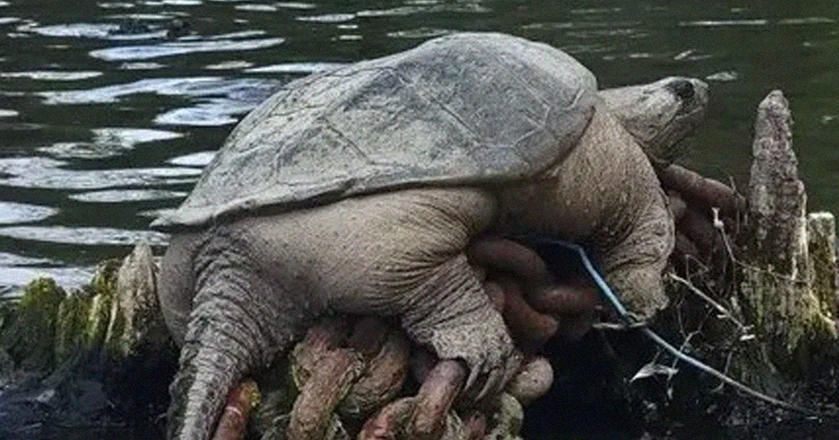 During what would have otherwise been a normal Chicago River kayaking trip, a local spotted something incredible — a giant snapping turtle.