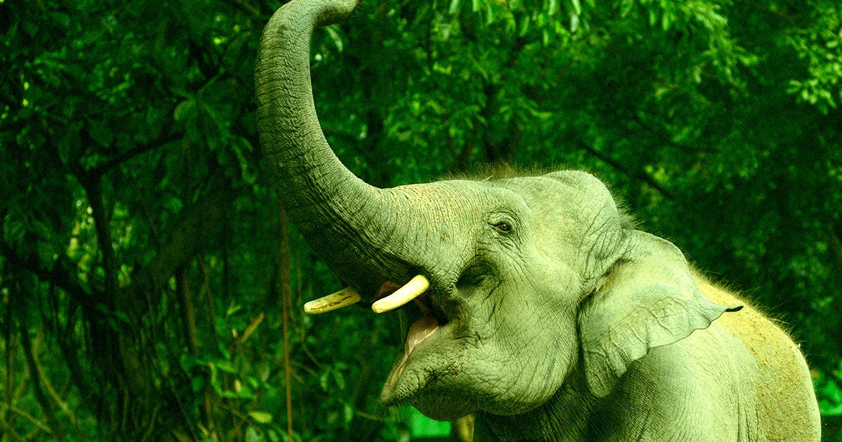 Known as some of the animal kingdom's most complex social creatures, elephants in captivity appear to enjoy their interactions with humans.