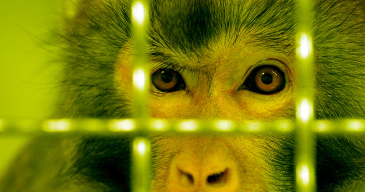Scientists have developed a new gene therapy that can reverse vision loss in primates, potentially laying the groundwork for human treatment.