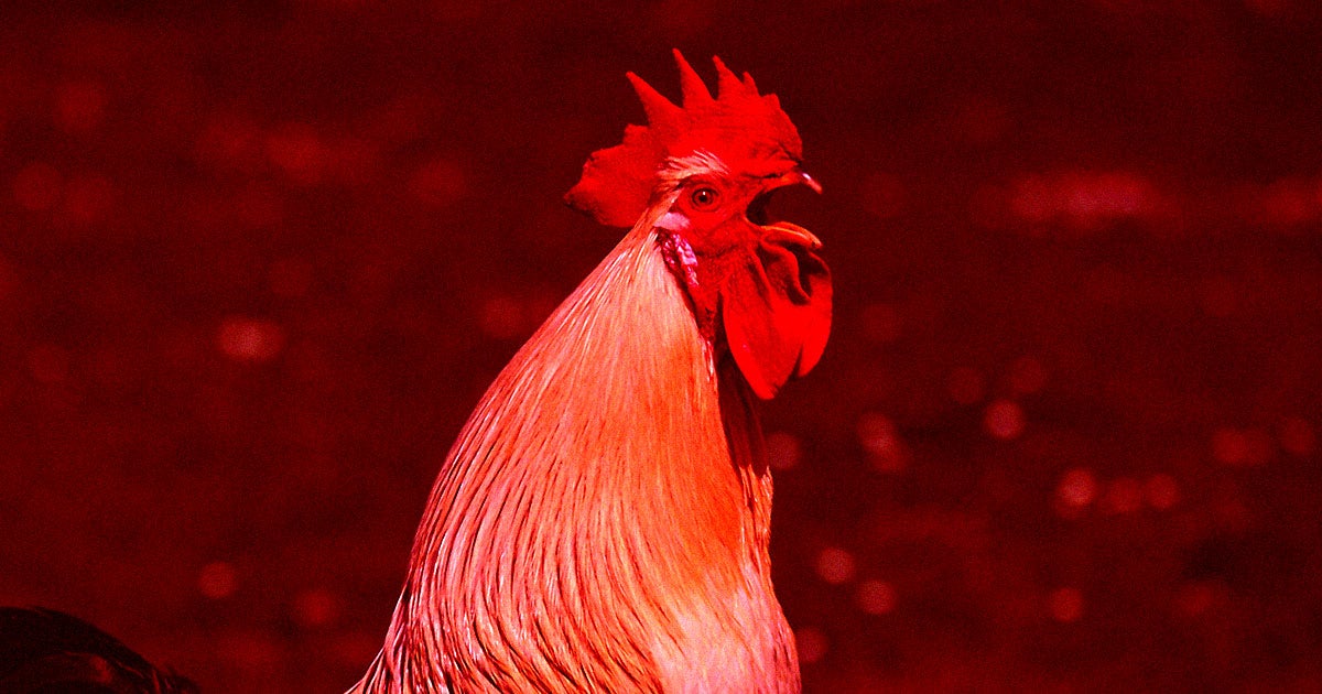 Ferocious feral chickens with "supercharged survival skills" have gotten out of control in Hawaii, The Atlantic reports.