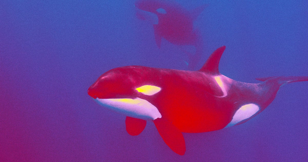 Scientists believe that killer orca whales in the waters off of Europe's Iberian Peninsula are teaching each other how to sink sailboats.