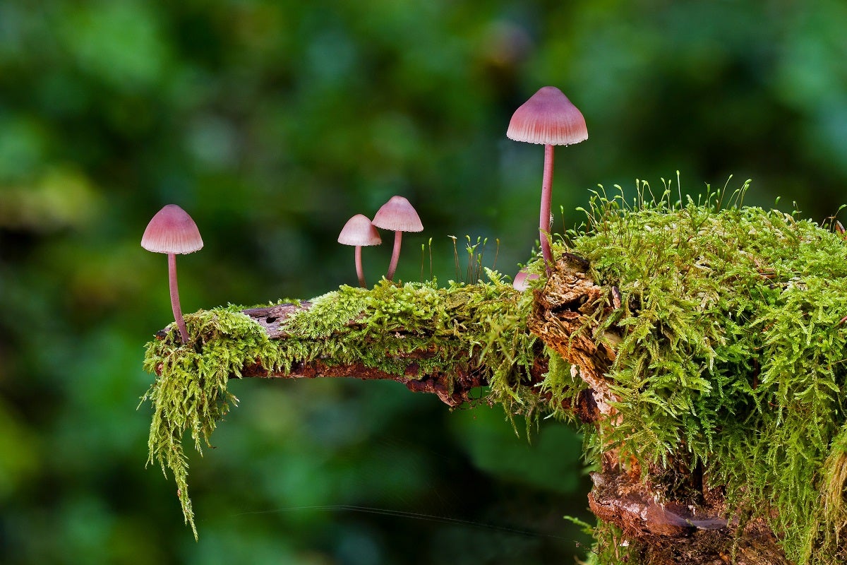 Rest in peace! A Dutch startup has created a $1,000 mushroom coffin that will biodegrade in less than two months.
