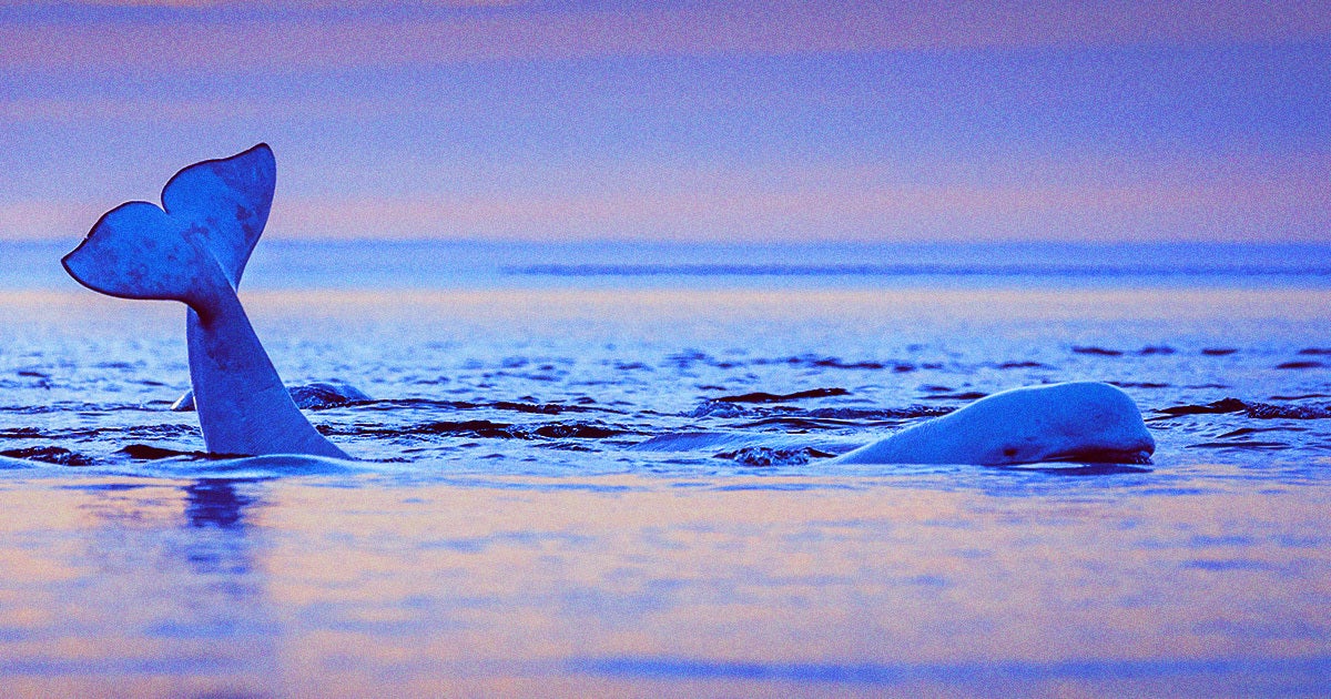 A beluga whale, suspected of being a "Russian Spy," was seen far from home and experts say he may be looking for friends or a mate.