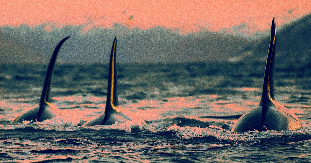 A yacht captain whose vessels have twice been attacked by the same pod of orcas has some interesting ideas about these killer whales.