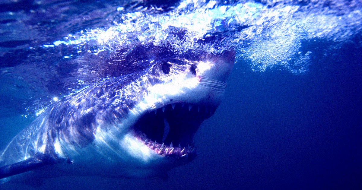 Researchers found that sharks — including juvenile great white sharks  — hang out far closer to swimmers and surfers than previously thought.