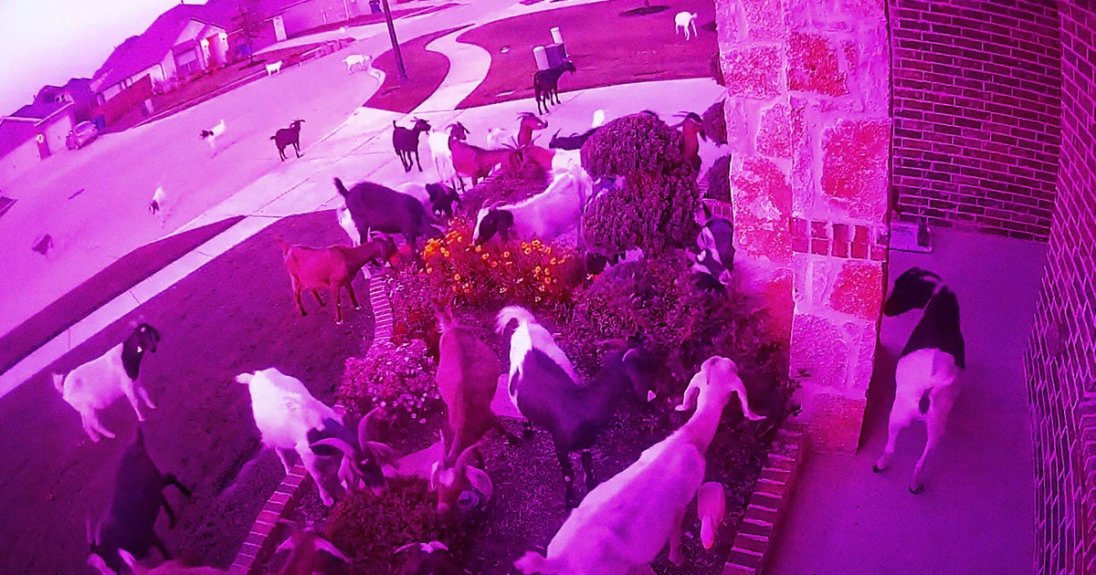 An unexpected herd of 40 goats wandered through a Texas development, munching on lawns and landscaping as they went.