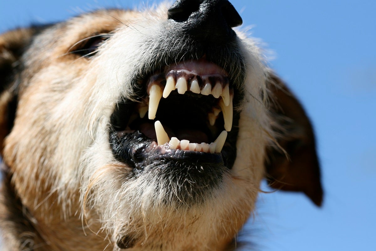 Rising global temperatures and pollution levels might have one particularly unexpected side effect: dog bites.