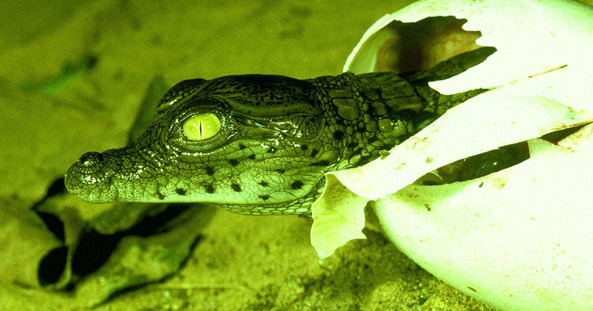 Scientists have confirmed through genetic testing that an 18-year-old female crocodile impregnated herself without a male mate.