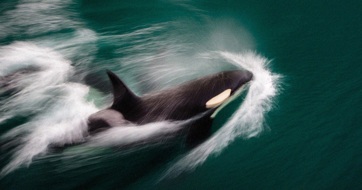 An orca repeatedly slammed into a yacht sailing in the North Sea off the coast of Scotland earlier this week.