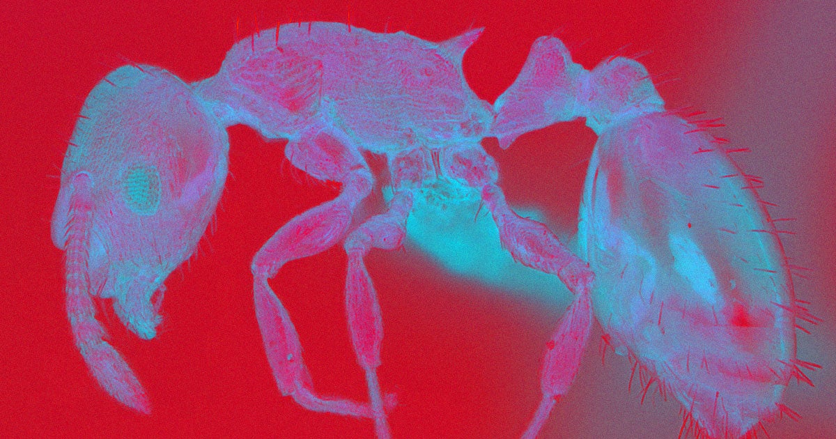 A team of German scientists has discovered a parasitic tapeworm that can allow a certain species of ants to live way longer when infected.